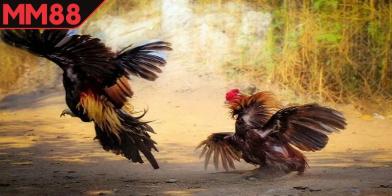 Đá gà thomo MM88