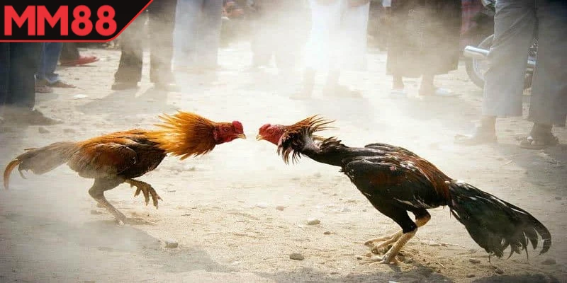 đá gà thomo MM88