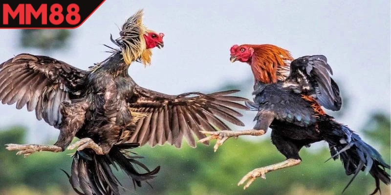 đá gà thomo MM88